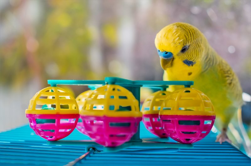 Best Toys And Enrichment For Budgies