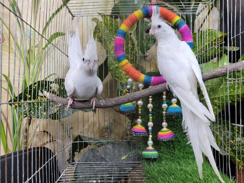 Best Toys And Enrichment Ideas For Cockatiels