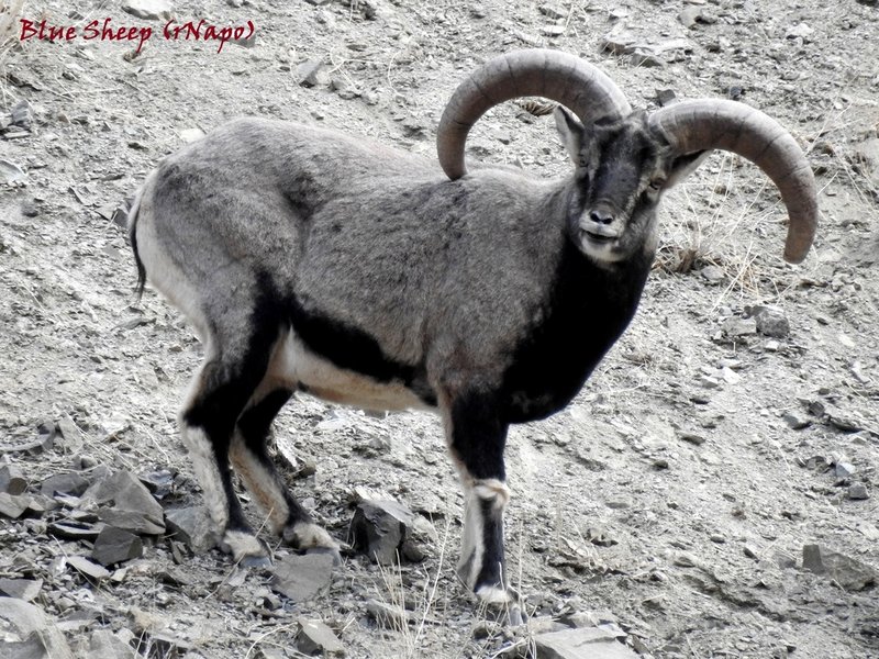 Bharal (Blue Sheep)