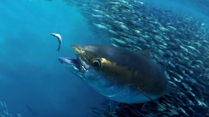 Bigeye Tuna