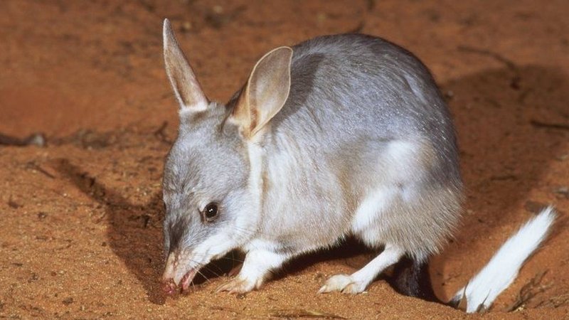 Bilby