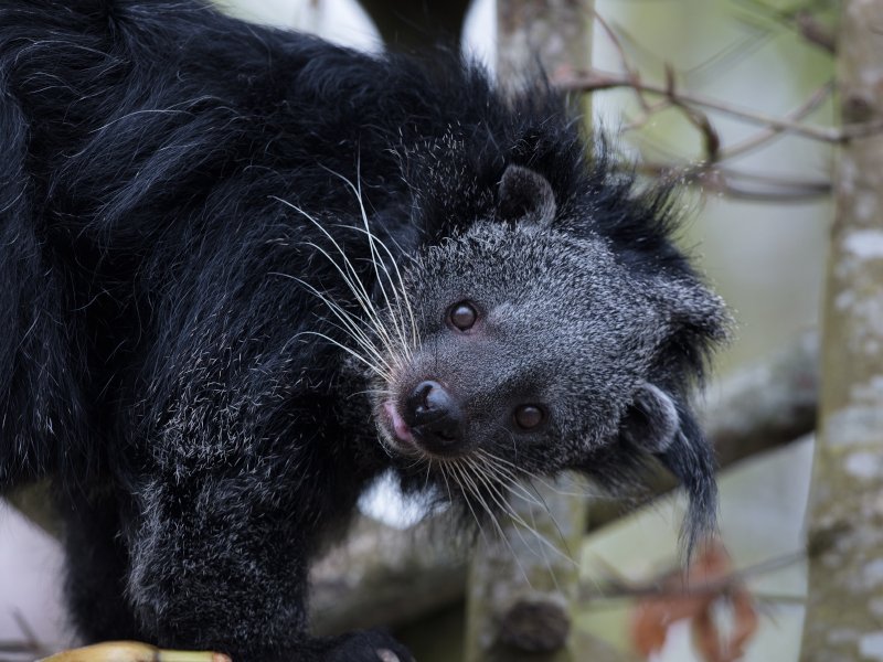 Binturong