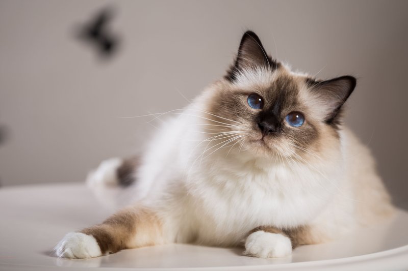 Birman Cat Overview: Personality, Appearance, And Care Needs