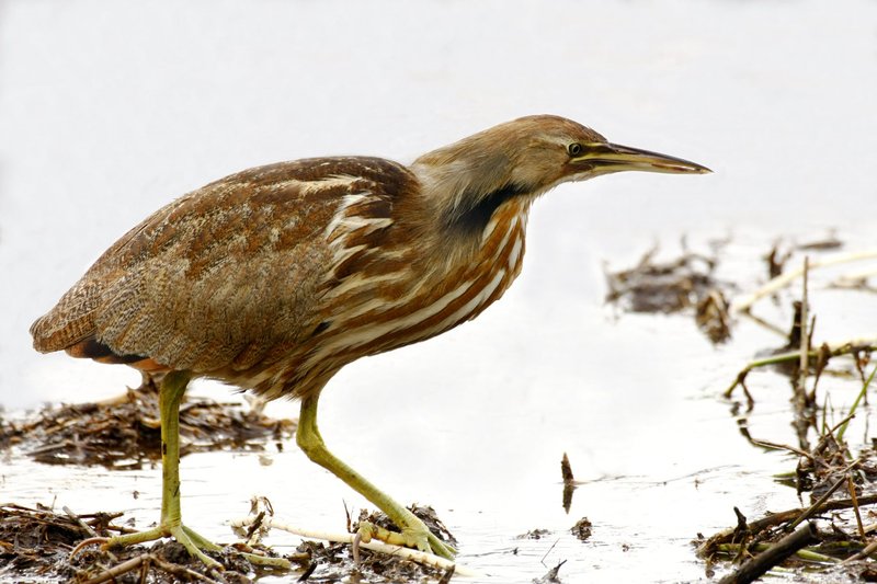 Bittern