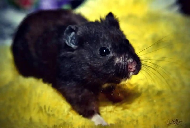Black Bear Hamster Overview: Traits, Size, And Temperament