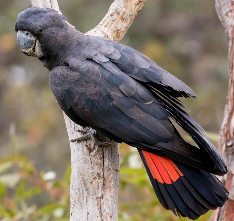 Black Cockatoo