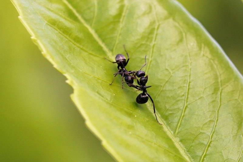 Black Garden Ant