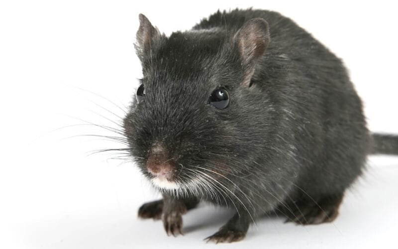 Black Gerbil Overview: Traits, Temperament, And Color