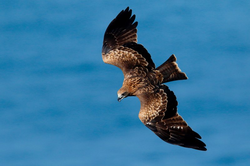 Black Kite