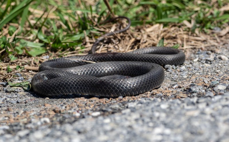 Black Racer