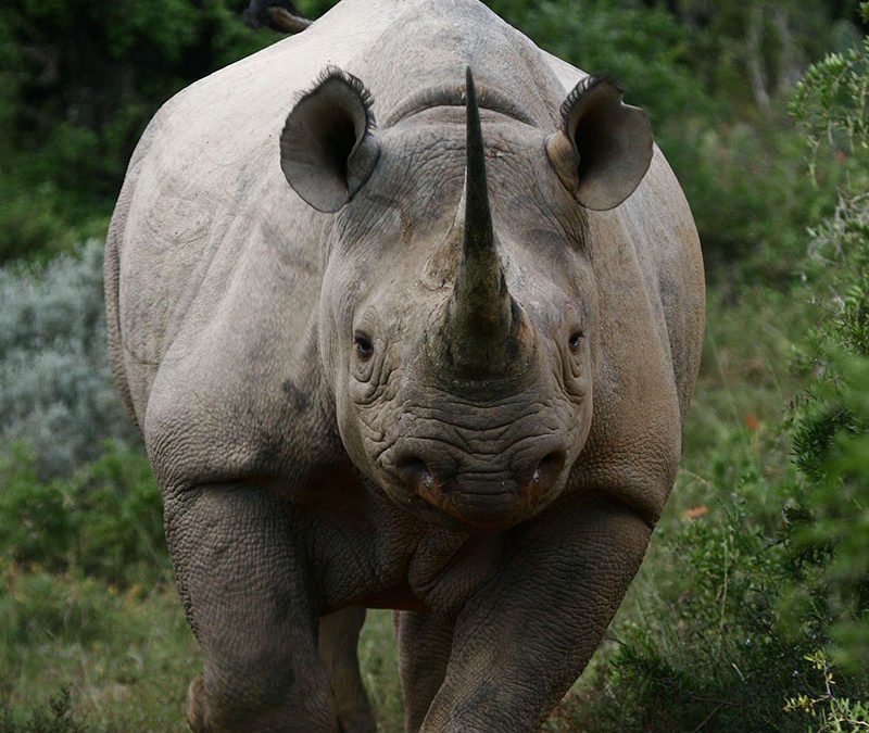 Black Rhinoceros