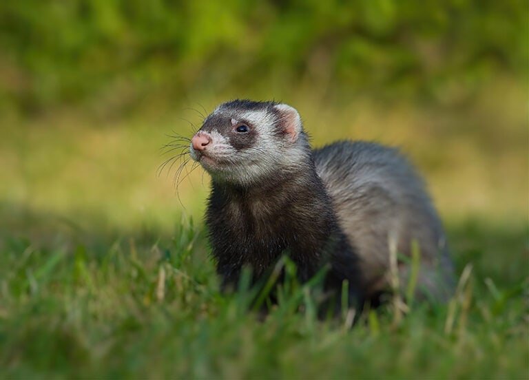 Black Sable Ferret Overview: Color, Traits, And Temperament