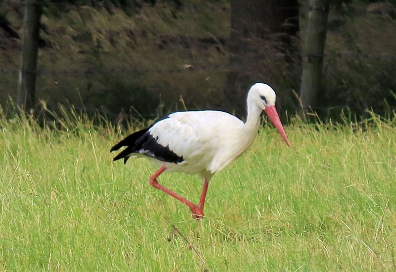 Black Stork