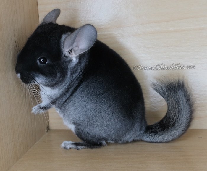 Black Velvet Chinchilla Overview: Appearance, Traits, And Temperament