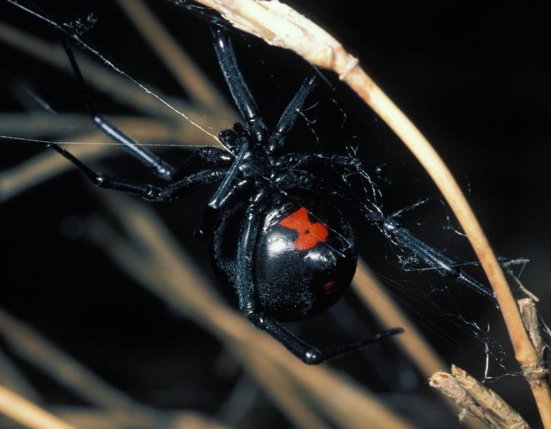 Black Widow Spider