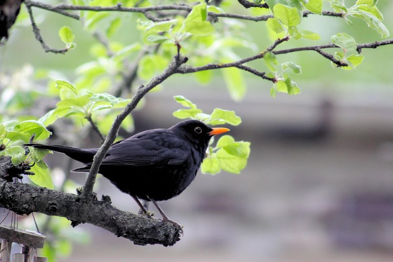 Blackbird
