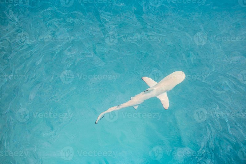 Blacktip Reef Shark