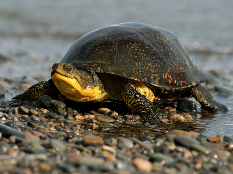 Blanding'S Turtle