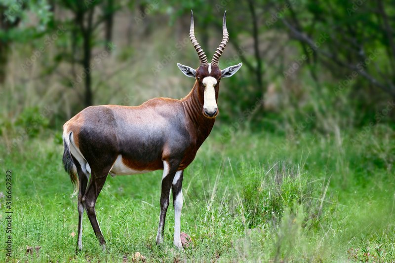 Blesbok