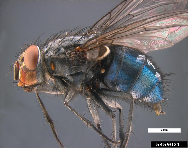 Blowfly