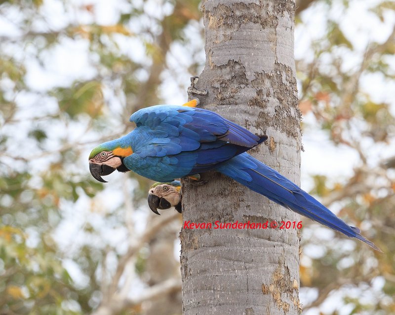 Blue-And-Yellow Macaw Nesting Habits And Lifecycle
