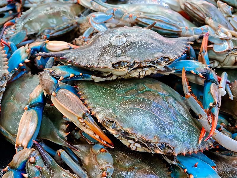 Blue Crab Vs. [Similar Species] - Key Differences
