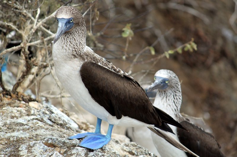 Blue-Footed Booby