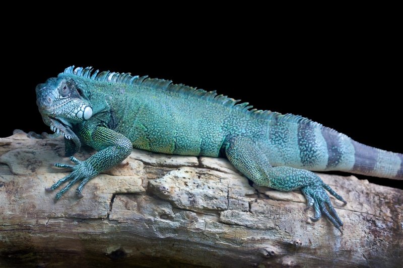 Blue Iguana