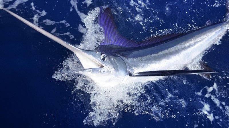 Blue Marlin