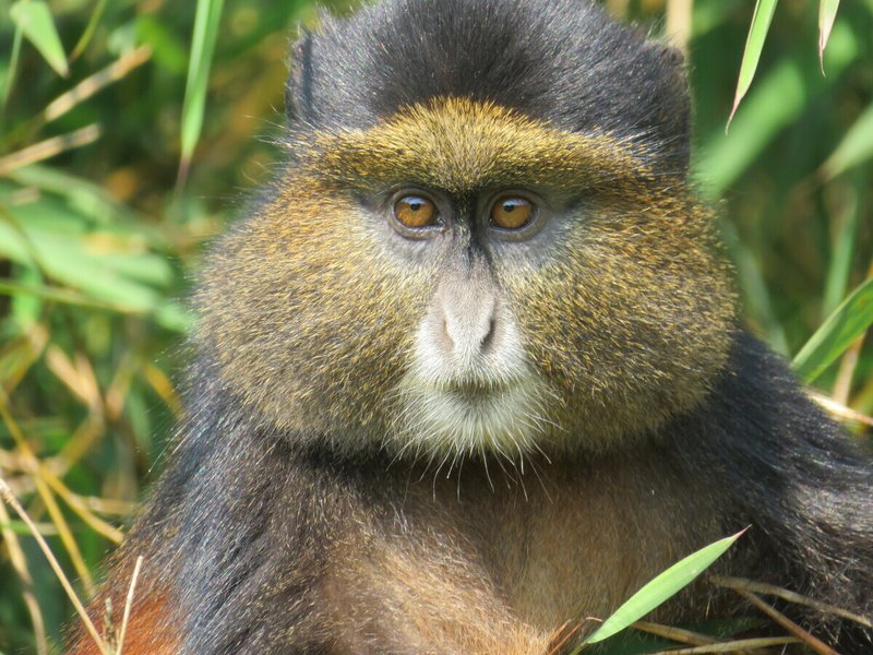 Blue Monkey