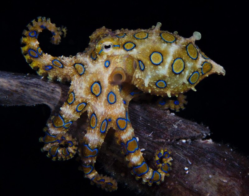 Blue-Ringed Octopus Vs. [Similar Species] - Key Differences