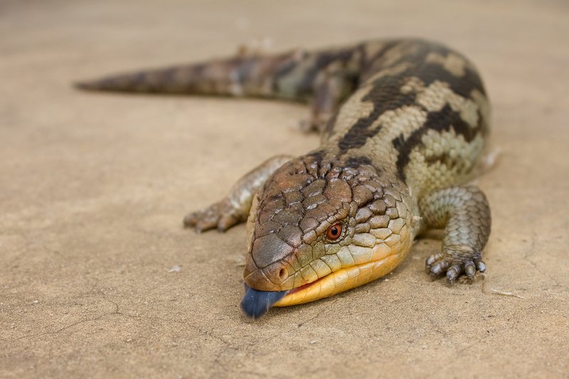 Blue-Tongue Skink Vs. [Similar Species] - How They Compare