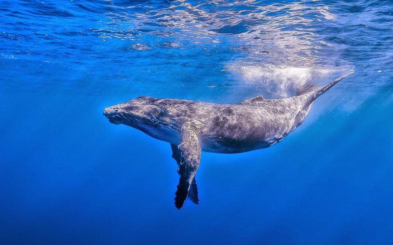 Blue Whale
