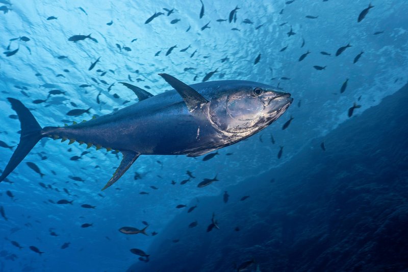 Bluefin Tuna Vs. [Similar Species] - Key Differences