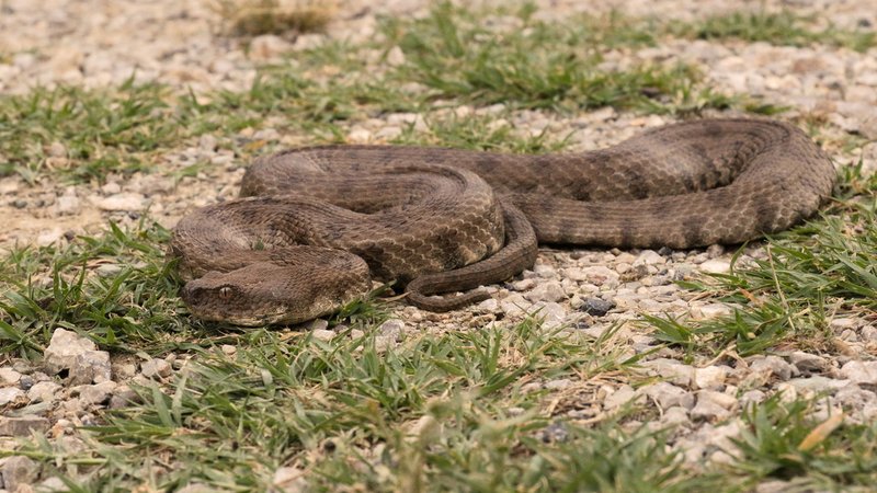 Blunt-Nosed Viper