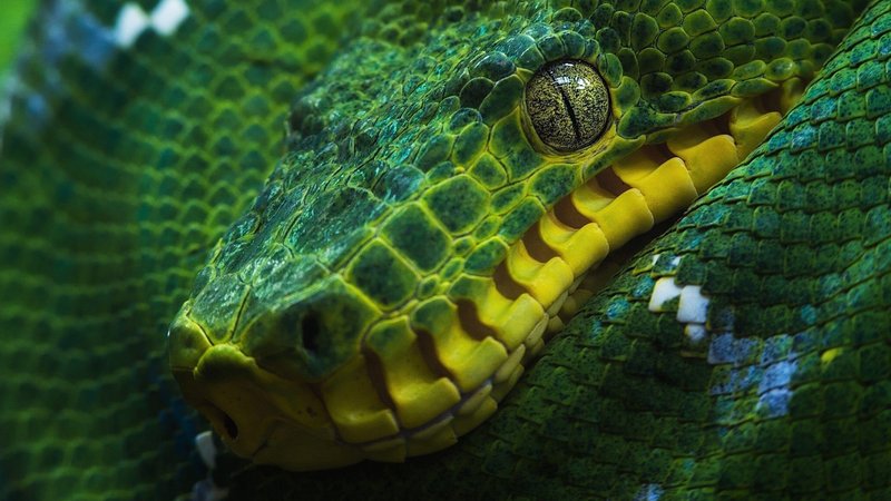 Boa Constrictor