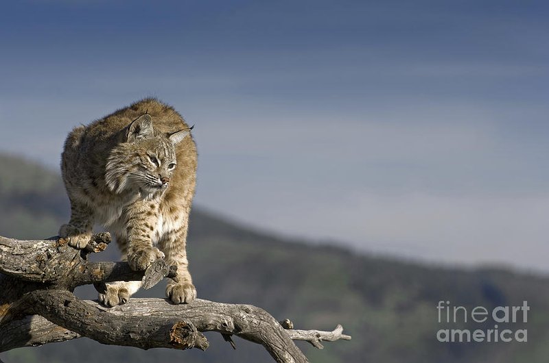 Bobcat