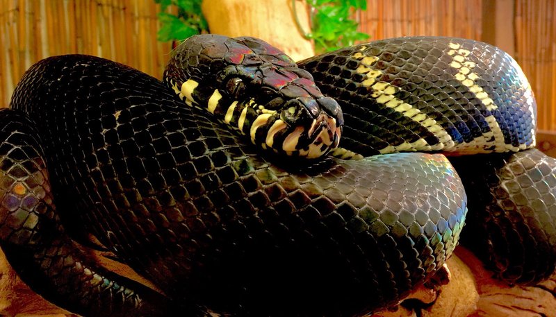 Boelen'S Python