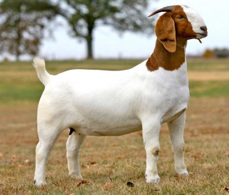 Boer Goat Overview: History, Traits, And Primary Uses