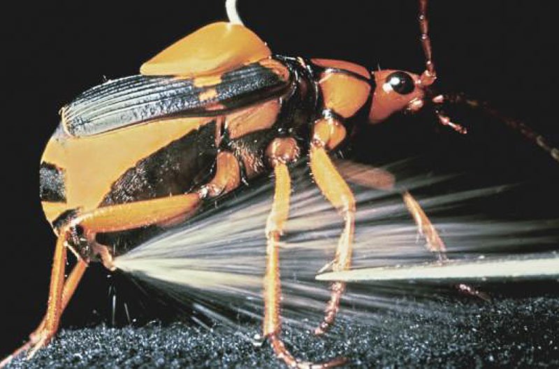 Bombardier Beetle