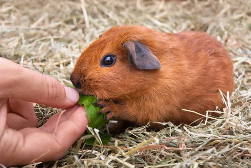Bonding With Your Guinea Pig: Building Trust And Comfort