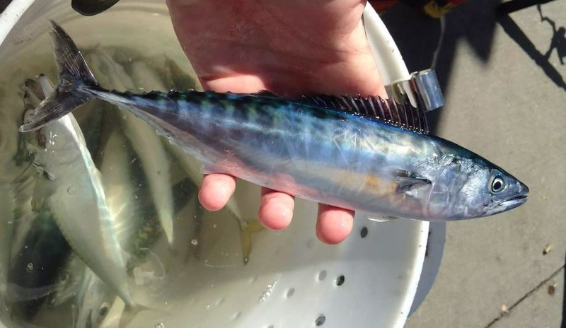 Bonito