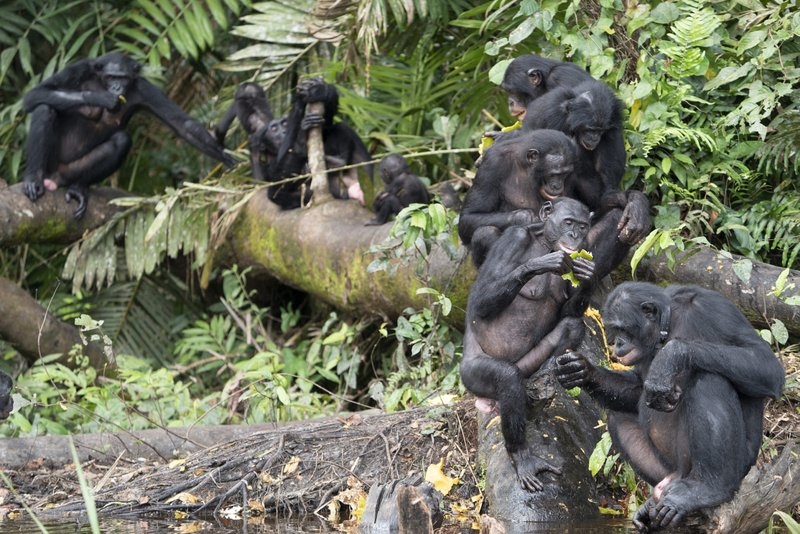 Bonobo