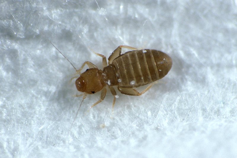 Booklouse