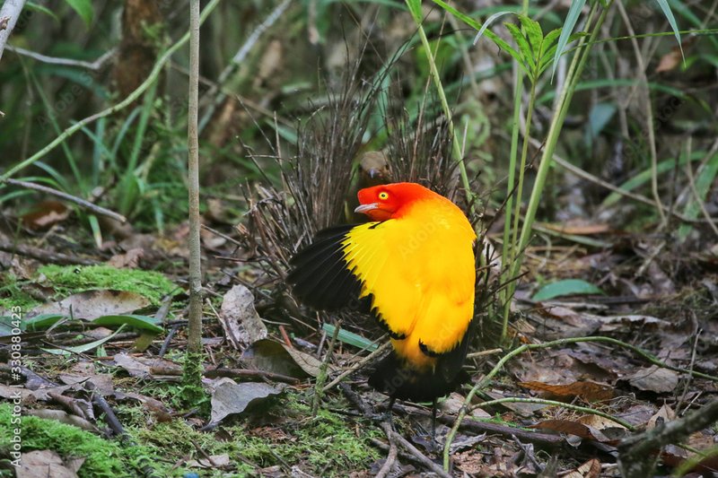 Bowerbird