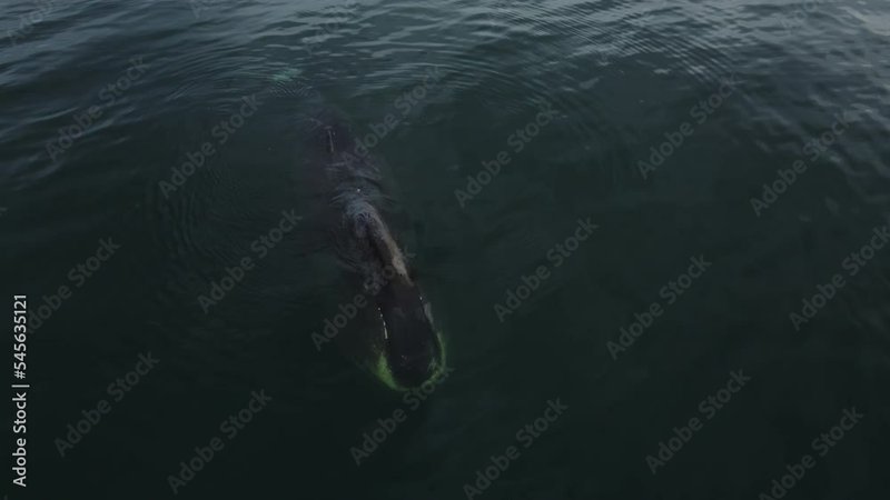 Bowhead Whale