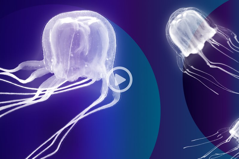 Box Jellyfish Vs. [Similar Species] - Key Differences