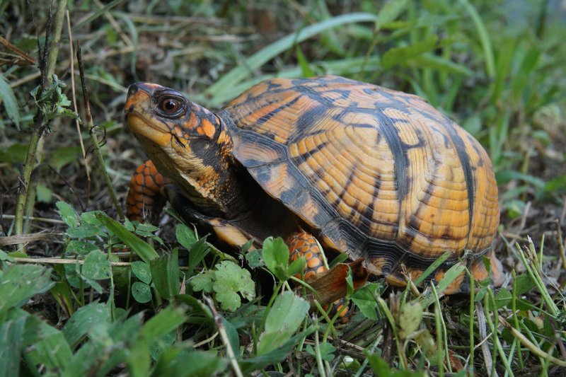 Box Turtle Vs. [Similar Species] - How They Compare