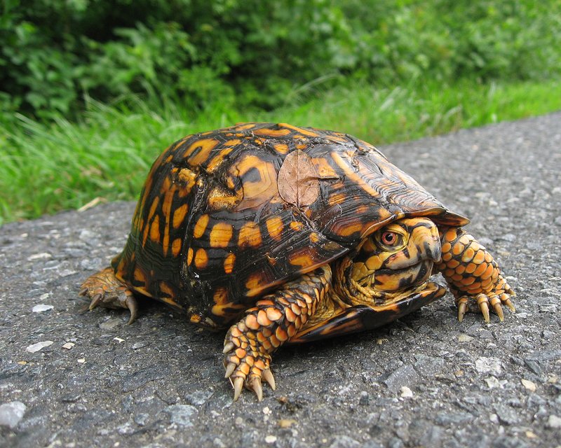 Box Turtle