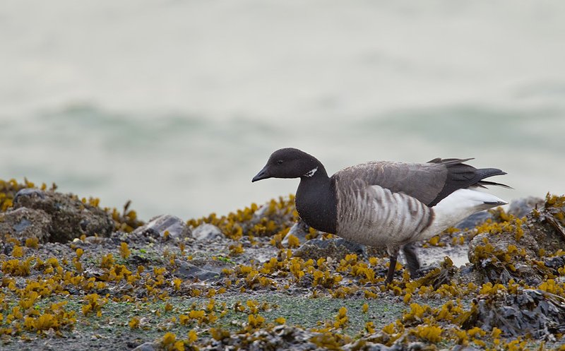 Brant